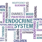 sistema endocrino vector cristinatur